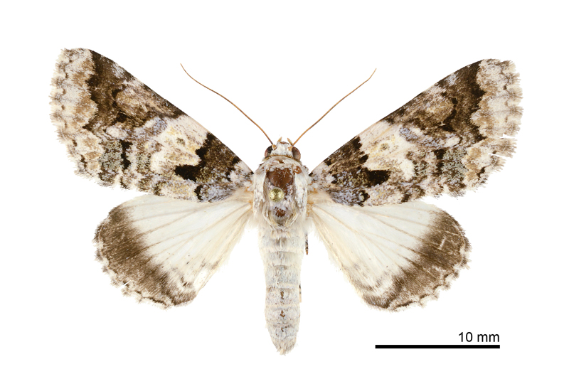 Bamra albicola melli Female